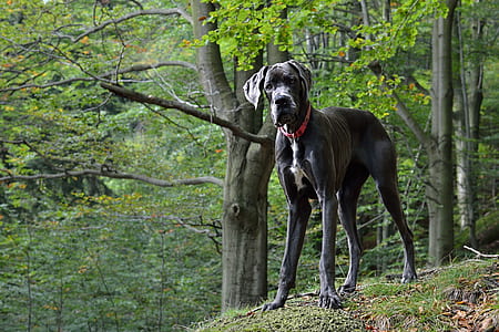 adult Great Dane on grass under tree shed thumbnail
