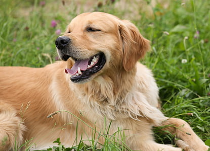 adult golden retriever prone on green grass at daytime thumbnail