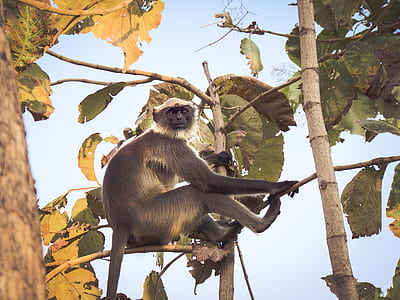 black monkey sitting on tree branch thumbnail