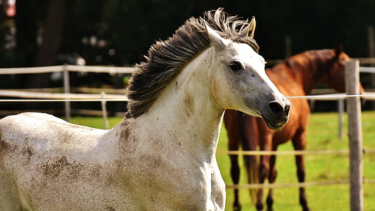 white and beige horse thumbnail