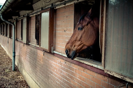 pony, brown, animal, farm thumbnail