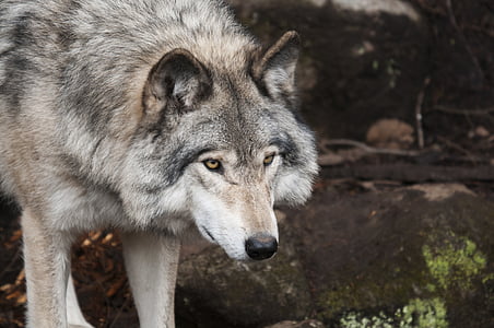 adult gray wolf on focus photography thumbnail