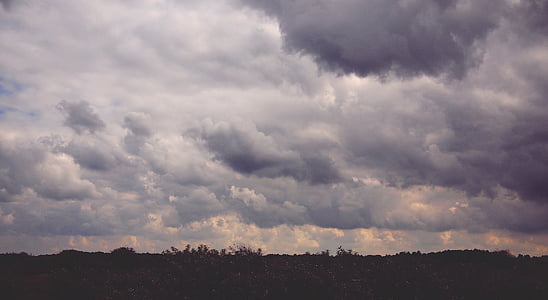 trees under cloudy sky thumbnail