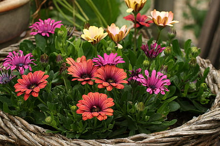 African daisies on pot thumbnail