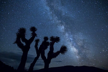 brown tree under stars in silhouette photography thumbnail