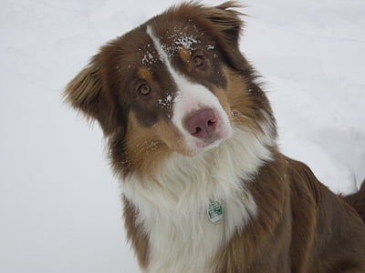 adult brown and white Australian shepherd thumbnail