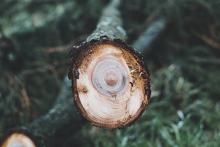 cut brown trunk thumbnail
