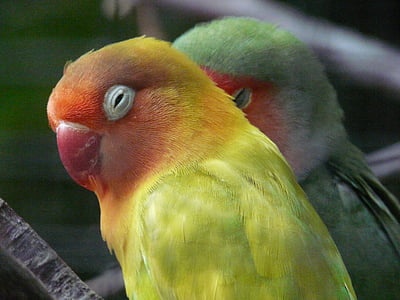 selective focus photography of yellow and green lovebirds thumbnail