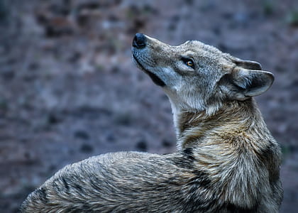 photo of gray wolf thumbnail