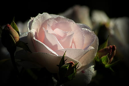 pink rose in close up photography thumbnail