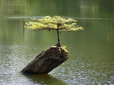 green leaves tress on top of brown wooden logs on body of water during day time thumbnail