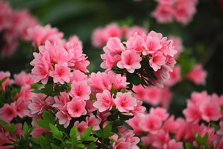 selective focus of pink petaled flowers thumbnail