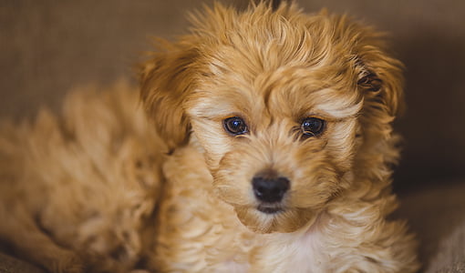 golden retriever puppy close-up photography thumbnail