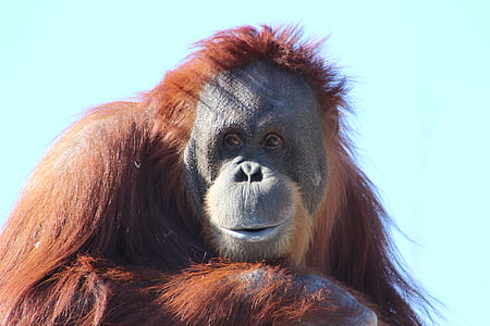 orange monkey under blue daytime sky thumbnail
