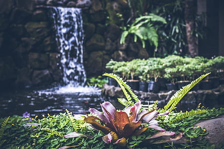 landscape, nature, water, flowers thumbnail