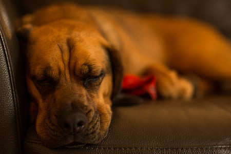 Selective Focus of Tan Dog Lying on Sofa thumbnail