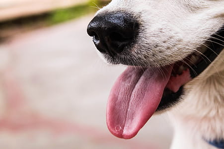 Closeup Photo of Dog Showing Tongue thumbnail