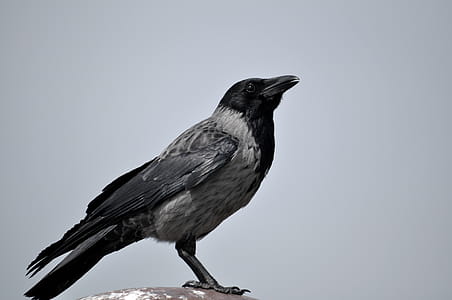 Black and Gray Bird thumbnail