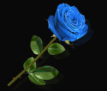 blue petaled rose flower thumbnail
