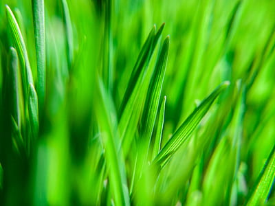 shallow focus photography of green leafed plant thumbnail