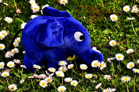 blue elephant plush toy on white chamomile field close-up photography thumbnail