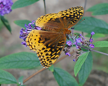Great Spangled Fritillary Butterfly thumbnail