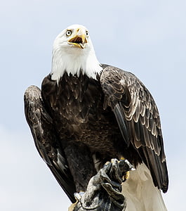 black and white American Eagle thumbnail