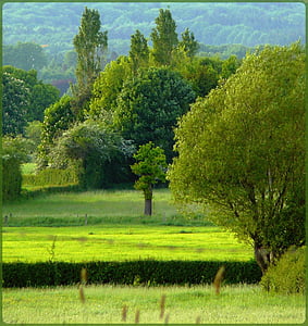 green trees on grass-covered ground thumbnail