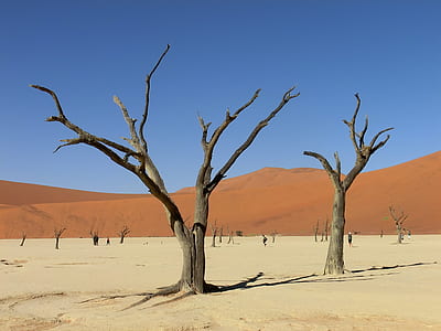 bare trees in the middle of dessert thumbnail