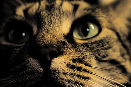 closeup photo of cat thumbnail