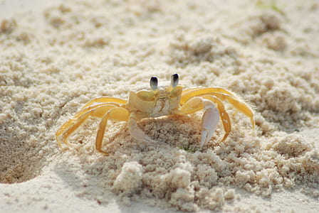 photo of yellow and white crab thumbnail