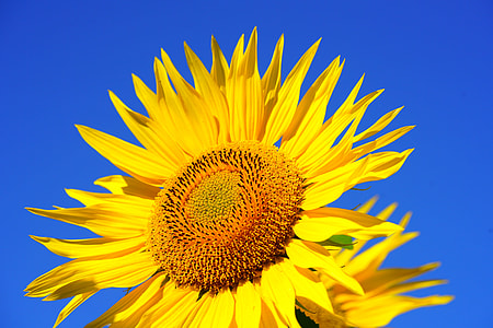 closeup photography of sunflowers with black seeds thumbnail