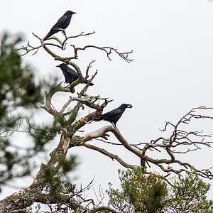 three black crows perched on leafless tree at daytime thumbnail