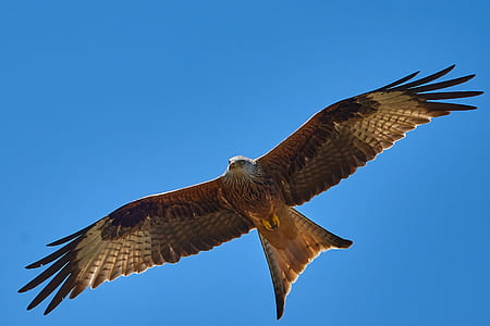 white and brown bird flying thumbnail