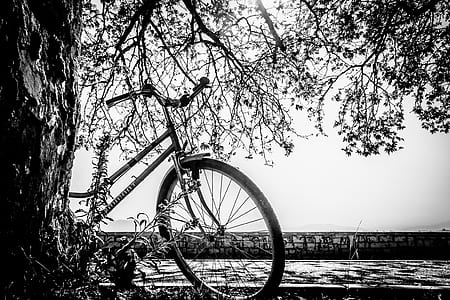 grayscale photography of bicycle beside tree thumbnail