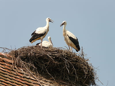 three white-and-black birds on nest thumbnail