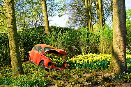 parked orange Volkswagen Beetle coupe near on forest trees thumbnail