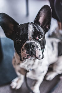 shallow focus photography of black and white French bulldog sitting on brown wooden surface thumbnail