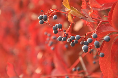 red, blur, leaves, tree thumbnail