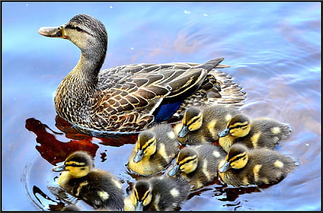duck with ducklings on water thumbnail
