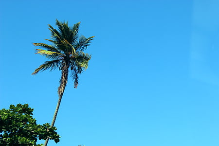 palm tree under clear blue sky thumbnail