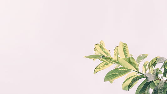 Photo of Leaves thumbnail