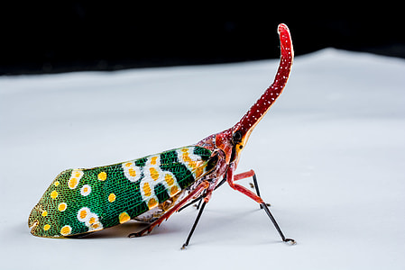 Canthigaster Cicada, Fulgoromorpha thumbnail