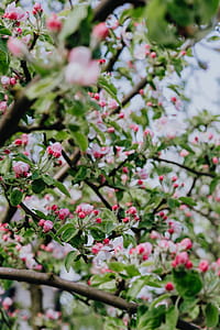 A blooming apple trees in spring thumbnail