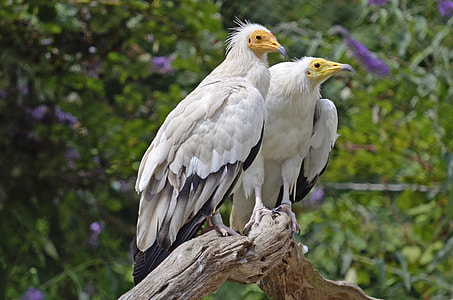 two white bird perching on branch thumbnail