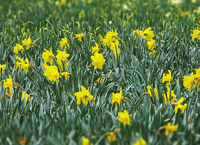 Yellow Flowers With Green Leaves thumbnail