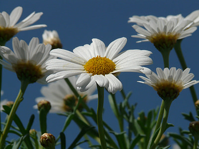 Marguerite, Tree Daisy thumbnail