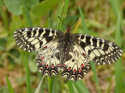 yellow and black buttefly thumbnail