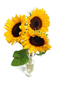 three yellow sun flowers thumbnail