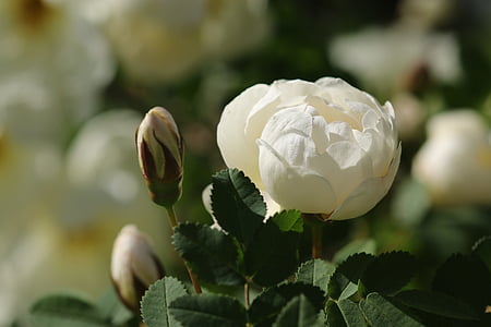 selective focus photography of white rose flower in bloom thumbnail